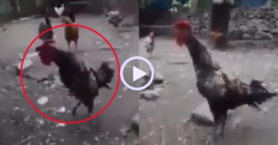 Video: Gà trống gáy như “sư tử rống” khiến cả đàn ngơ ngác