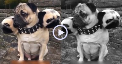 Video: Chó Pug biến thành quái vật 3 đầu