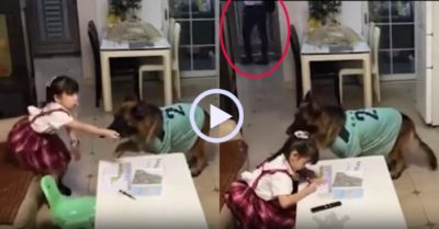 Video: Chú chó Becgie cảnh báo cô chủ khi bố về