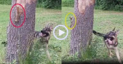 Video: Chó becgie to lớn bị sóc bé nhỏ ‘xoay như chong chóng’
