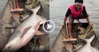 Video: Ngư dân vui sướng vì bắt được cá khủng