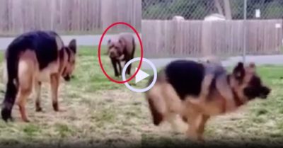 Video: Chó Becgie đối đầu Pitbull và cái kết đầy hài hước