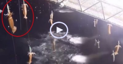 Video: Ngư dân sung sướng hốt trọn mẻ mực khổng lồ