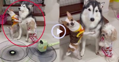 Video: 3 chú chó cưng tạo dáng để chuộc lỗi