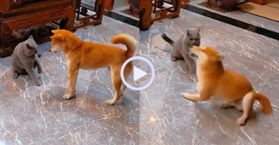 Video: Chó vàng quay như chong chóng trêu ngươi mèo