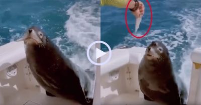Video: Hải cẩu trèo lên thuyền xin cá ngư dân