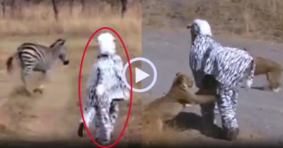 Video: Đóng giả ngựa vằn “trêu” sư tử, 2 thanh niên nhận ngay kết đắng
