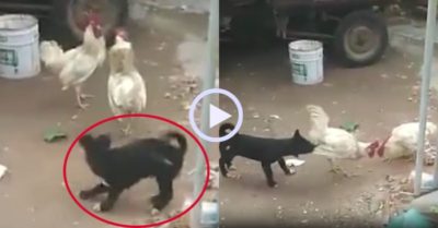 Video: Chú chó cưng bất lực khi can ngăn ‘Song kê đại chiến’