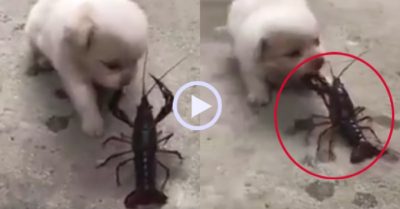 Video: Cún cưng kêu cứu vì trúng đòn của tôm