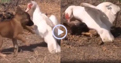 Video: Trận chiến không khoan nhượng giữa ngan và cún cưng