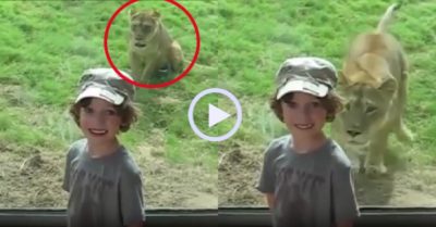 Video: Cậu bé vô tư chụp ảnh mà không hề biết sư tử phía sau