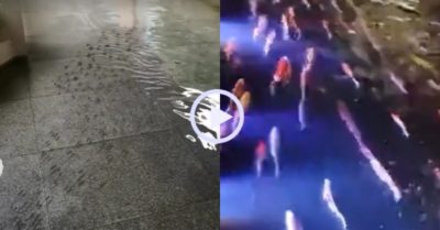 Video: Đàn cá rủ nhau vào khách sạn