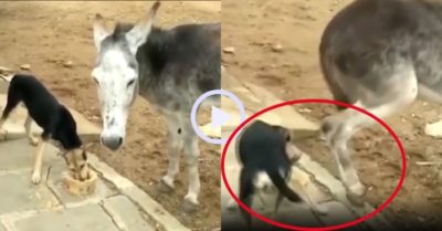 Video: Chú chó lãnh cú đá hậu vì giành ăn với lừa