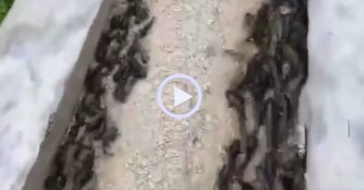 Video: Hàng trăm con cá rô ‘di cư’ sau mưa lớn