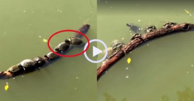 Video: Rùa kéo cả đàn rớt xuống nước