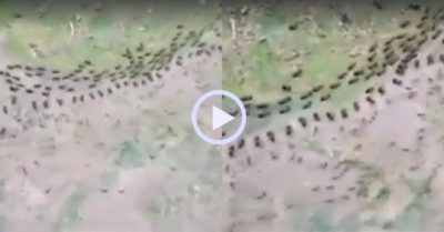 Video: Kiến và mối đạt được thỏa thuận đình chiến như phim