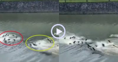 Video: Hai ‘gia tộc’ rái cá giáp lá cà giành địa bàn