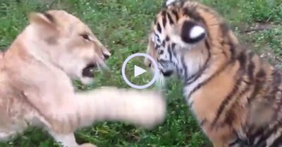 Video: Sư tử và hổ con ‘tỉ võ’ hút triệu lượt xem