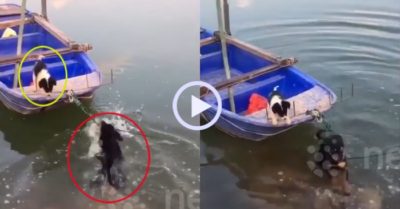 Video: Chú chó lao xuống sông cứu bạn mắc kẹt trên thuyền