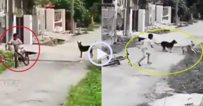 Video: Cậu bé đi xe đạp nhanh trí đối phó khi bị chó đuổi
