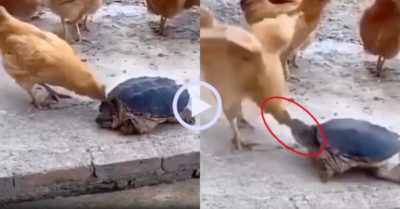 Video: Gà trả giá đắt vì trêu chọc rùa