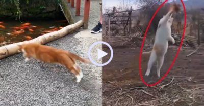 Video: Mèo phi thân vồ mồi ‘bách phát bách trúng’