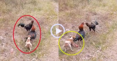 Video: Cún lăn xả ngăn cản gà trống giao đấu