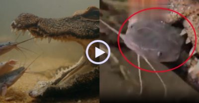 Video: Cá sấu há miệng chờ cá trê tự chui vào