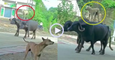 Video: Chó ‘cưỡi trâu’ oai vệ dạo phố