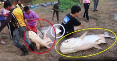 Video: Câu được cá khổng lồ nặng 100 kg