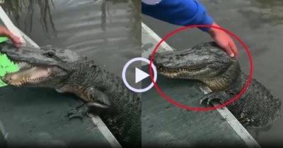Video: Cá sấu nhắm mắt tận hưởng khi được yêu thương