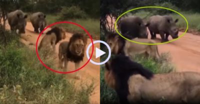 Video: Cặp đôi sư tử vội tránh mặt khi gặp tê giác