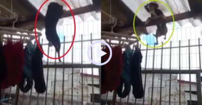 Video: Camera ghi cảnh chó ‘vượt ngục’ ngoạn mục