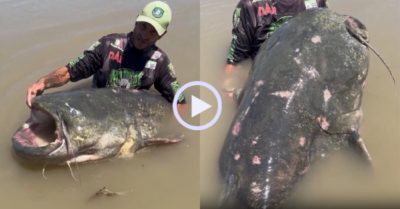 Video: Cần thủ sung sướng vì bắt được cá trê khủng 150 kg