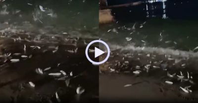 Video: Hàng trăm con cá nhảy lên bờ ‘mừng’ du khách