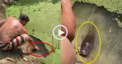 Video: Pét cưng cá trê làm nũng ông chủ