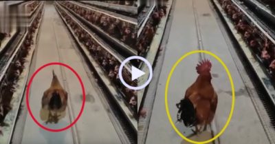 Video: ‘Vua’ gà trống oai vệ đi thăm dàn gà mái