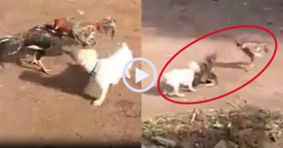 Video: Cún con ngăn gà trống đại chiến