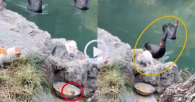 Video: Thiên nga đen tấn công mèo giải cứu chim