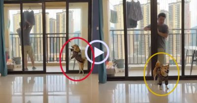 Video: Chó cưng đóng cửa, khóa chốt nhốt cậu chủ ngoài ban công