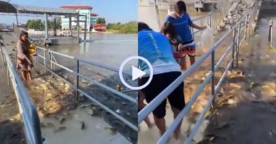 Video: Hàng trăm con cá trèo lên cầu ngập nước xin thức ăn