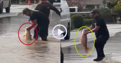 Video: Bắt cá khủng trên đường phố ở Mỹ
