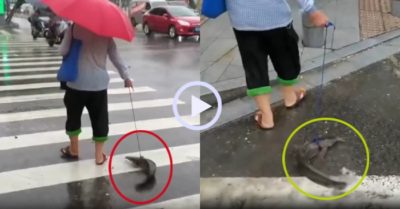 Video: Cụ bà dắt cá đi dạo trên đường phố