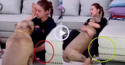 Video: Chú chó đến động viên khi thấy cô chủ ngồi khóc