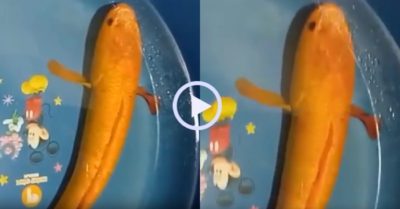 Video: Nông dân bắt được cá lóc màu cam