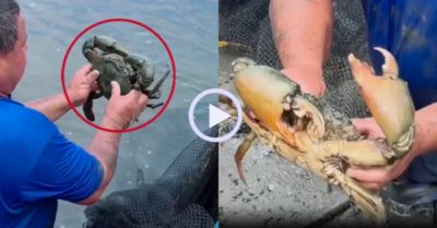 Video: Ngư dân vui sướng khi bắt được cua biển khủng 1,7 kg