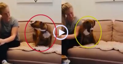 Video: Chú chó hối lỗi khi làm cô chủ giận
