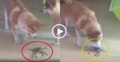 Video: Cua giả chết kẹp chó cưng