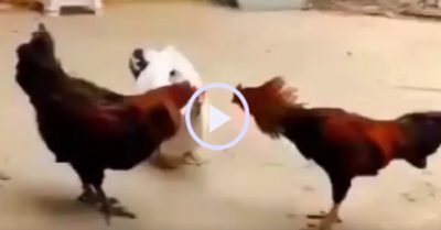Video: Gà trống no đòn vì tấn công ‘trọng tài’