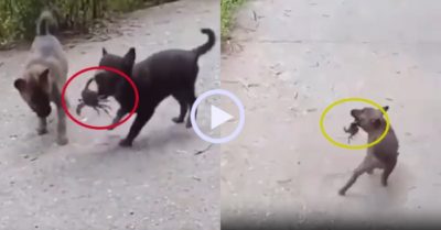 Video: Hai chú chó con thay nhau bị cua kẹp đau điếng